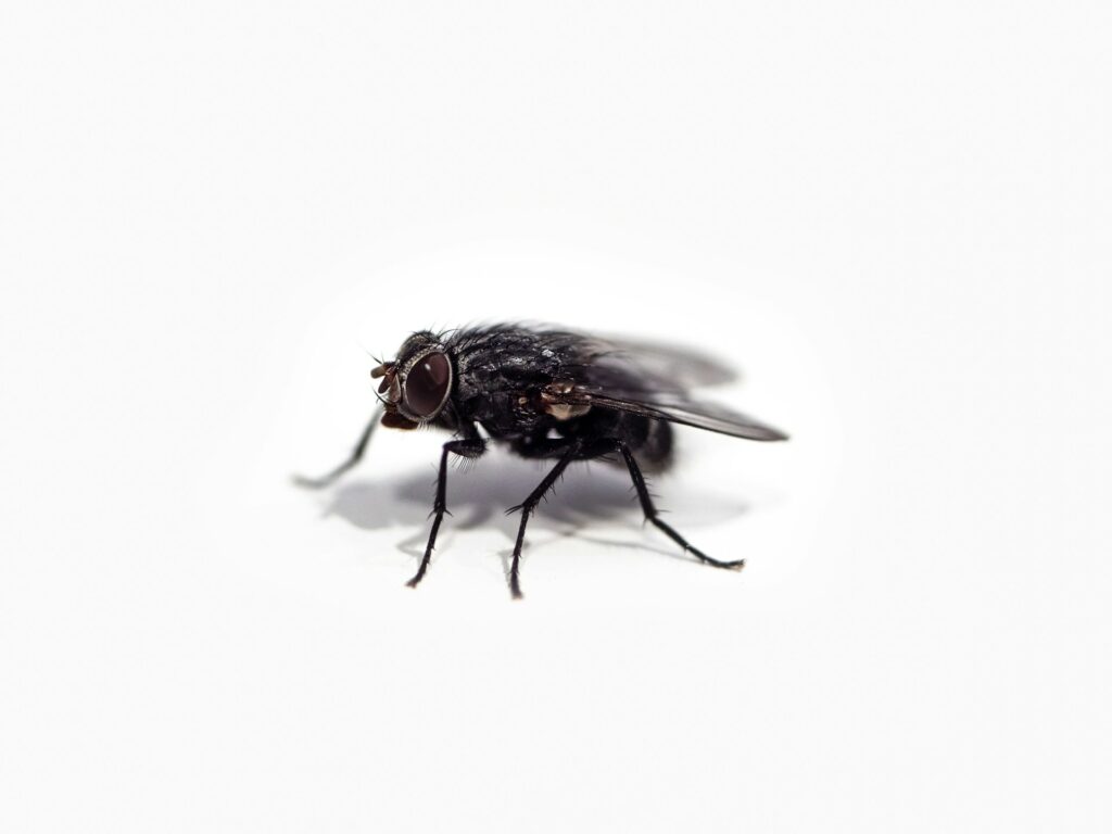 How to get rid of houseflies? Fast
