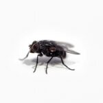 How to get rid of houseflies? Fast