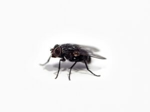 How to get rid of houseflies? Fast