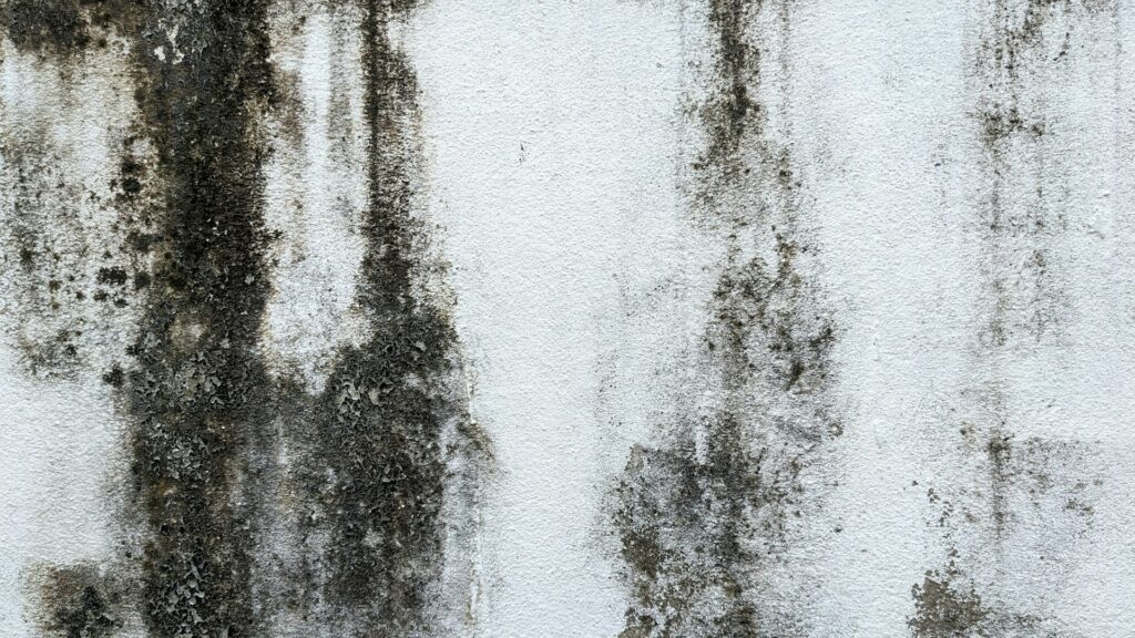 The Step-by-Step Guide to Permanently Eliminating Mold from the Walls and Ceilings of Your Bathroom at Home