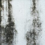 The Step-by-Step Guide to Permanently Eliminating Mold from the Walls and Ceilings of Your Bathroom at Home
