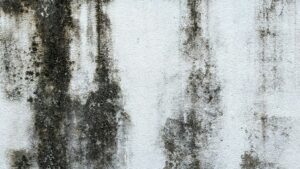 The Step-by-Step Guide to Permanently Eliminating Mold from the Walls and Ceilings of Your Bathroom at Home