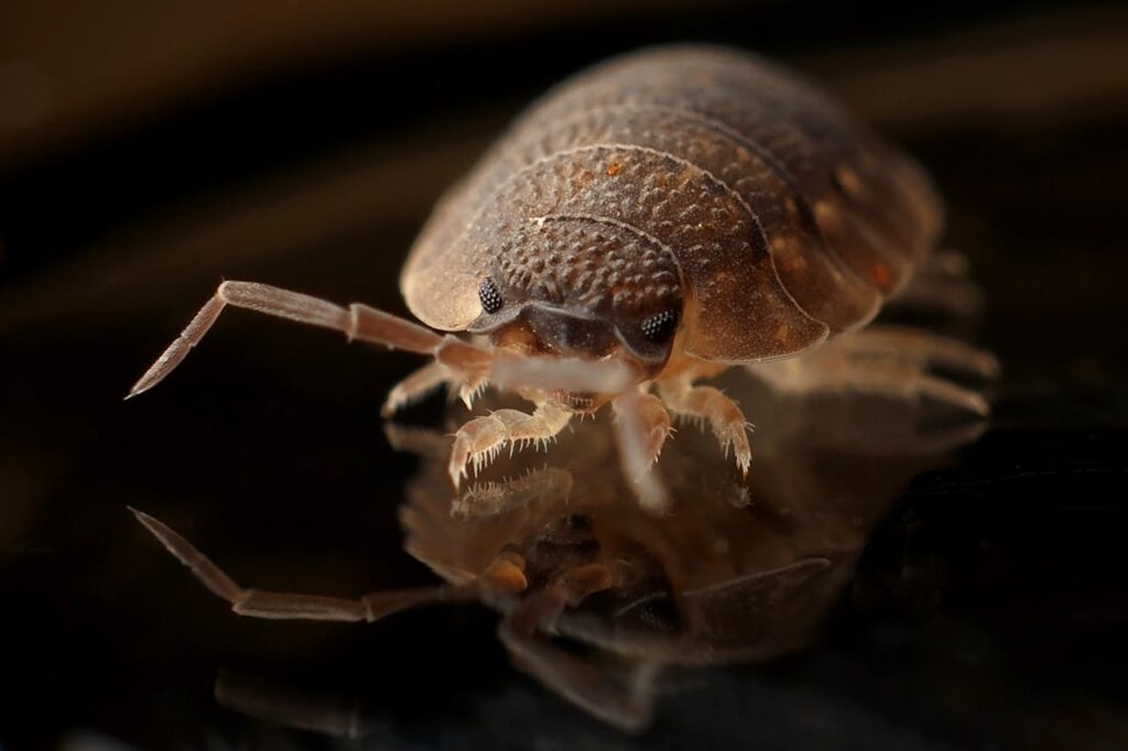 Infestations of Pests: Methods to Prevent the Infestation of Termites, Ants, and Rodents