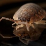 Infestations of Pests: Methods to Prevent the Infestation of Termites, Ants, and Rodents