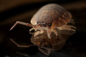 Infestations of Pests: Methods to Prevent the Infestation of Termites, Ants, and Rodents
