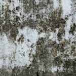How to Identify and Avoid Mold and Moisture Issues