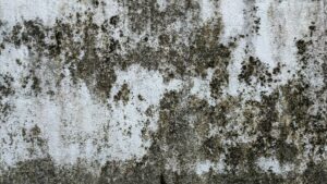 How to Identify and Avoid Mold and Moisture Issues