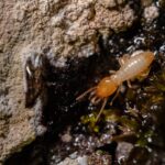 Without the Use of Professional Tools How to Recognize the Initial Signs of Termite Damage