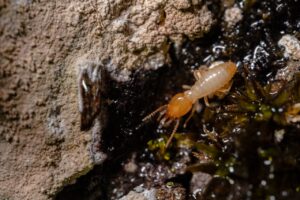 Without the Use of Professional Tools How to Recognize the Initial Signs of Termite Damage
