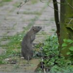 Rodent Issues: Ways to Prevent Rats and Mice from Entering Your House