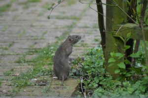 Rodent Issues: Ways to Prevent Rats and Mice from Entering Your House