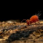 How to Protect Your Home from Termites