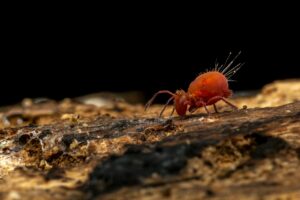 How to Protect Your Home from Termites